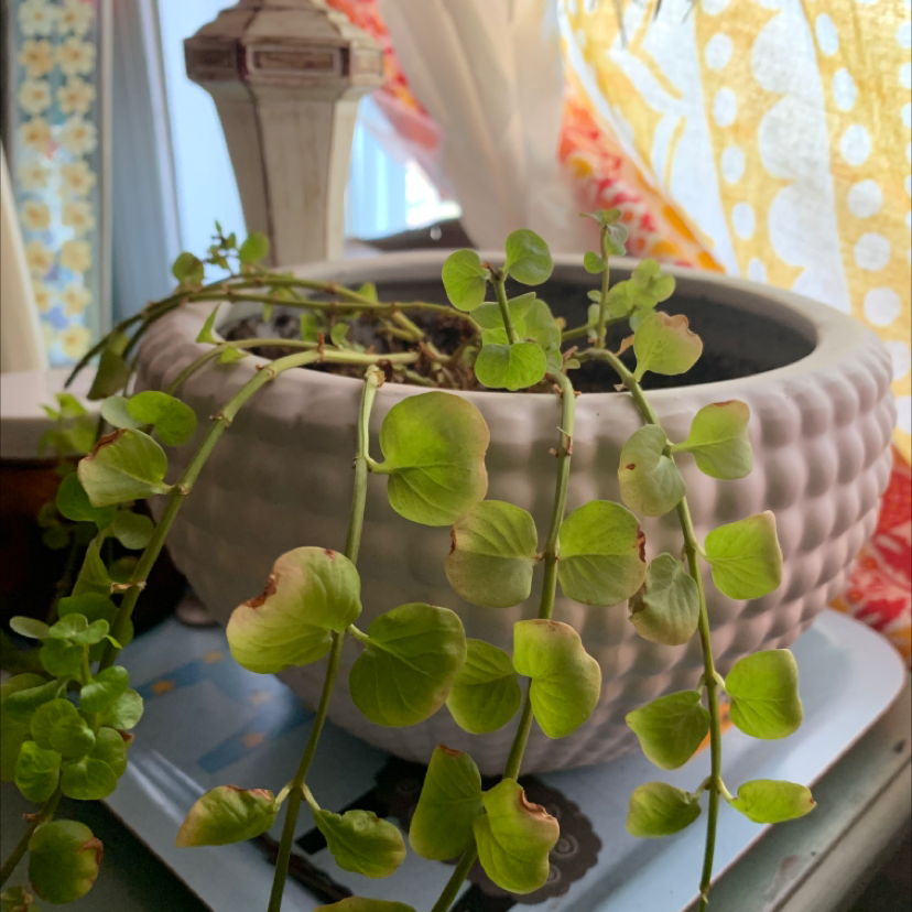 Potted Creeping Jenny plant with trailing stems and some browning leaves, placed near a window.
