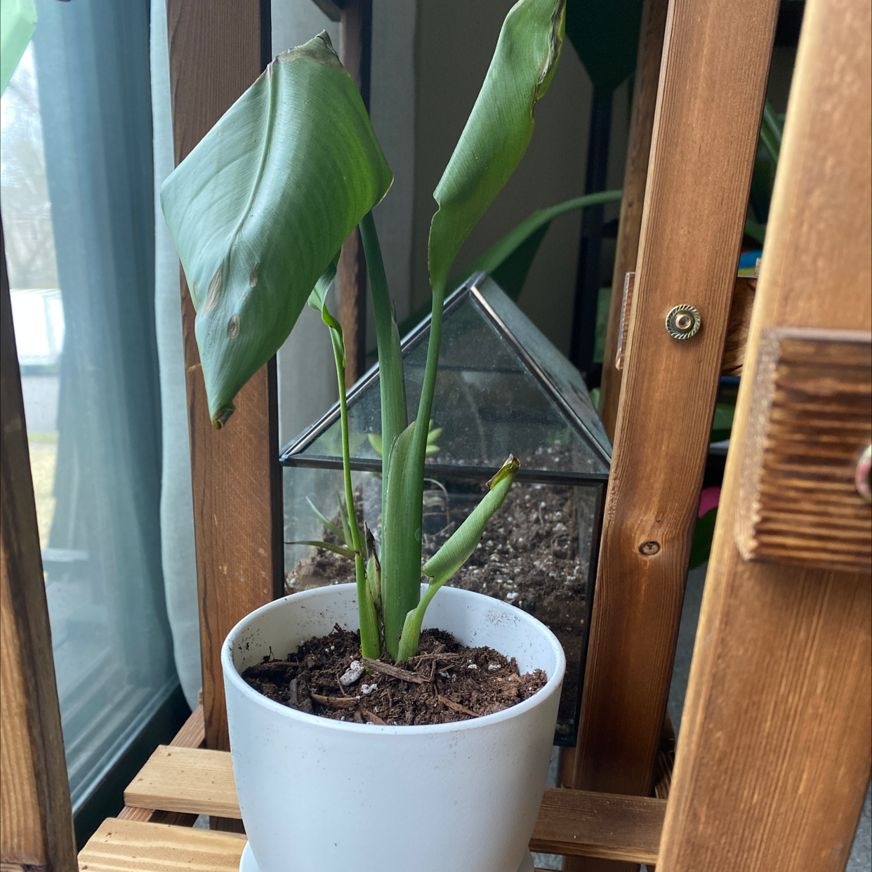 Bird of Paradise plant photo by @Shannonnicholson named Baby white bird on Greg, the plant care app.