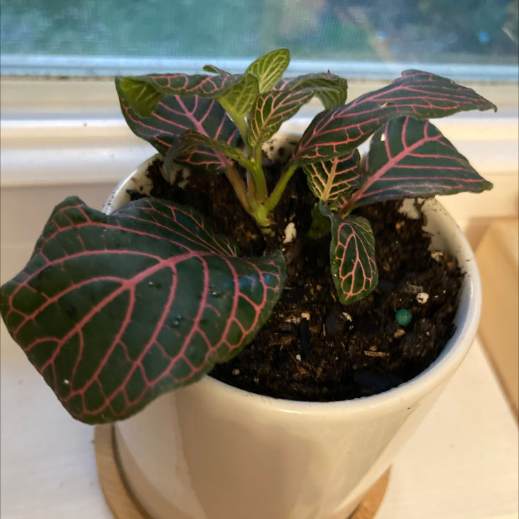 Nerve Plant plant photo by @Starbstella named Darwin on Greg, the plant care app.