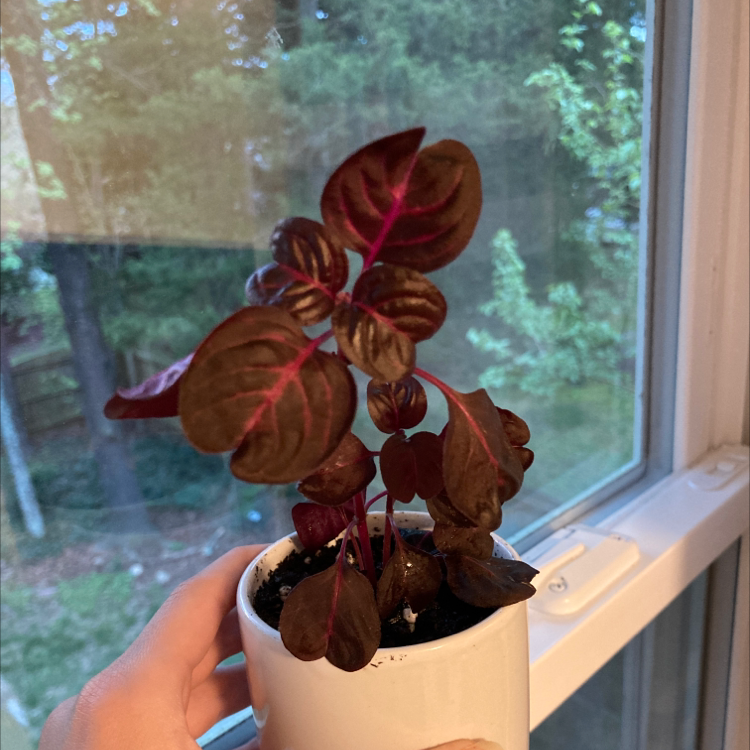 Healthy young Herbst's Bloodleaf plant with vibrant red and green oval leaves, held in a small white pot against a window.