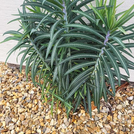 Photo of the plant species Euphorbia Lathyris by Stunningkale named Front door on Greg, the plant care app