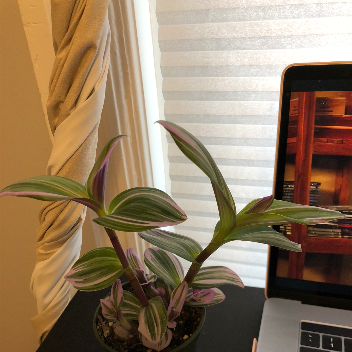 Tradescantia Nanouk plant on a table next to a laptop, with vibrant green and purple leaves.