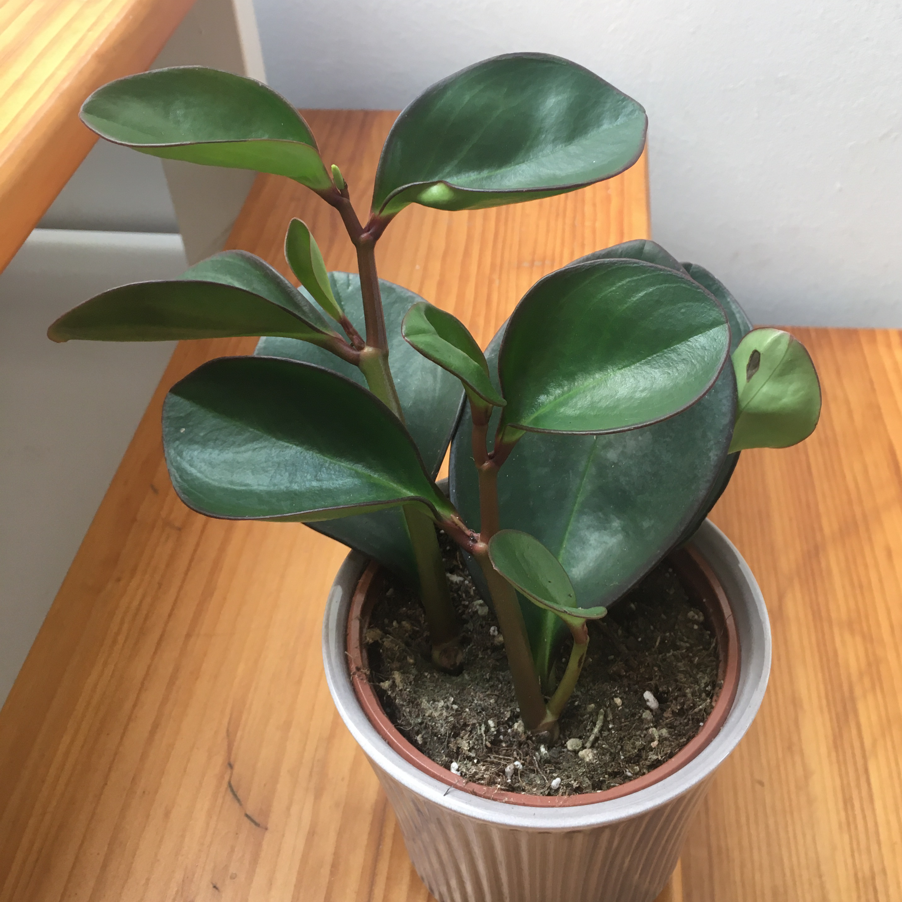 A thriving baby rubber plant with vibrant green leaves in a small brown pot, against a plain background.