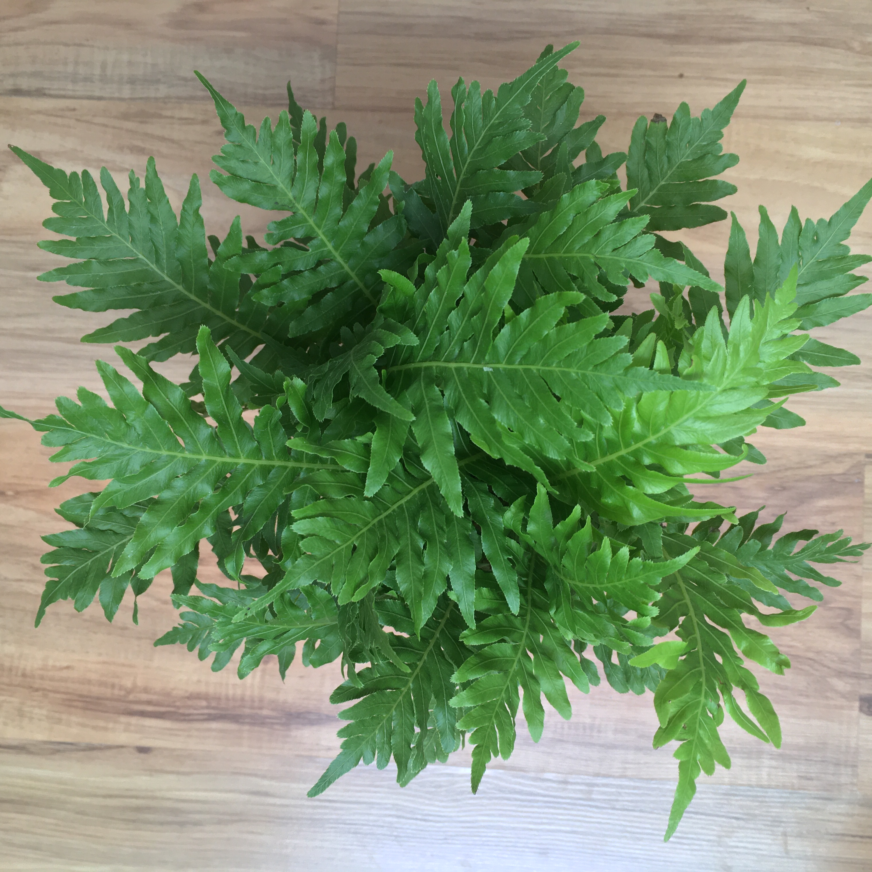 Healthy Southern Polypody plant with vibrant green leaves.