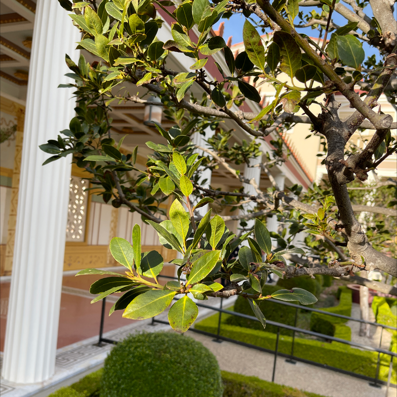 Photo of the plant species Mediterranean Buckthorn by @robhayes named Your plant on Greg, the plant care app
