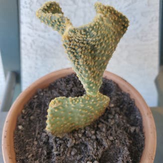 Bunny Ears Cactus plant in Phoenix, Arizona