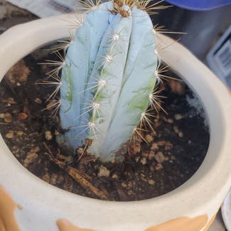 Blue Columnar Cactus plant in Phoenix, Arizona