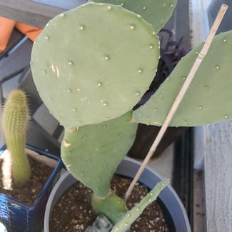 Smooth Prickly Pear plant in Phoenix, Arizona