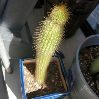 A plant in Phoenix, Arizona