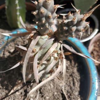 A plant in Phoenix, Arizona