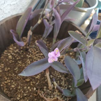 Purple Heart plant in Phoenix, Arizona