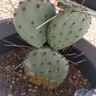 Black-Spined Prickly Pear plant in Phoenix, Arizona