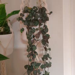 String of Needles plant