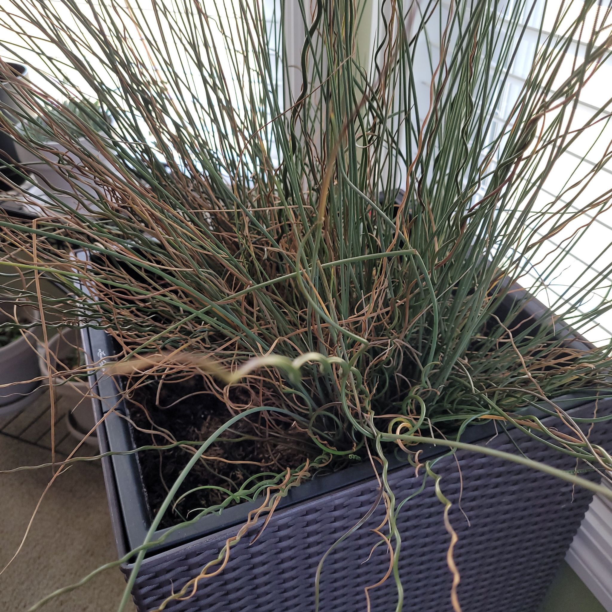 Corkscrew rush plant in a pot with some browning stems and visible soil.