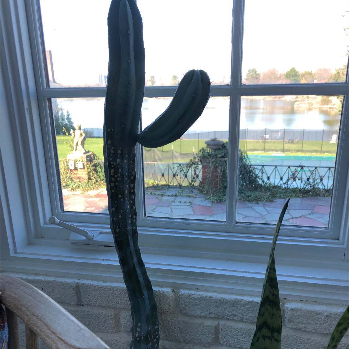 Pleated Cereus cactus indoors near a window with visible white spots.
