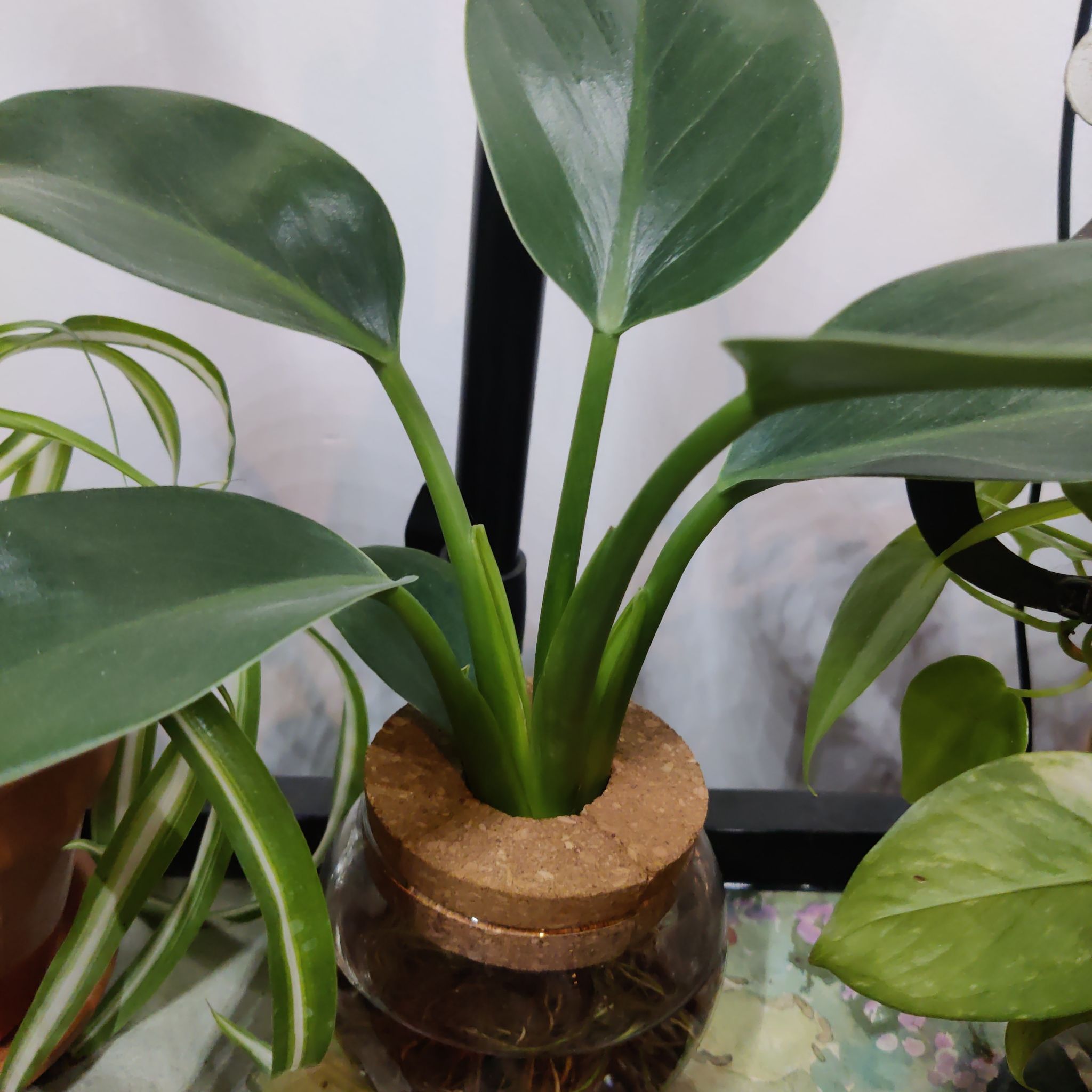 Image of a healthy Green Princess plant with broad, green leaves in a glass container.