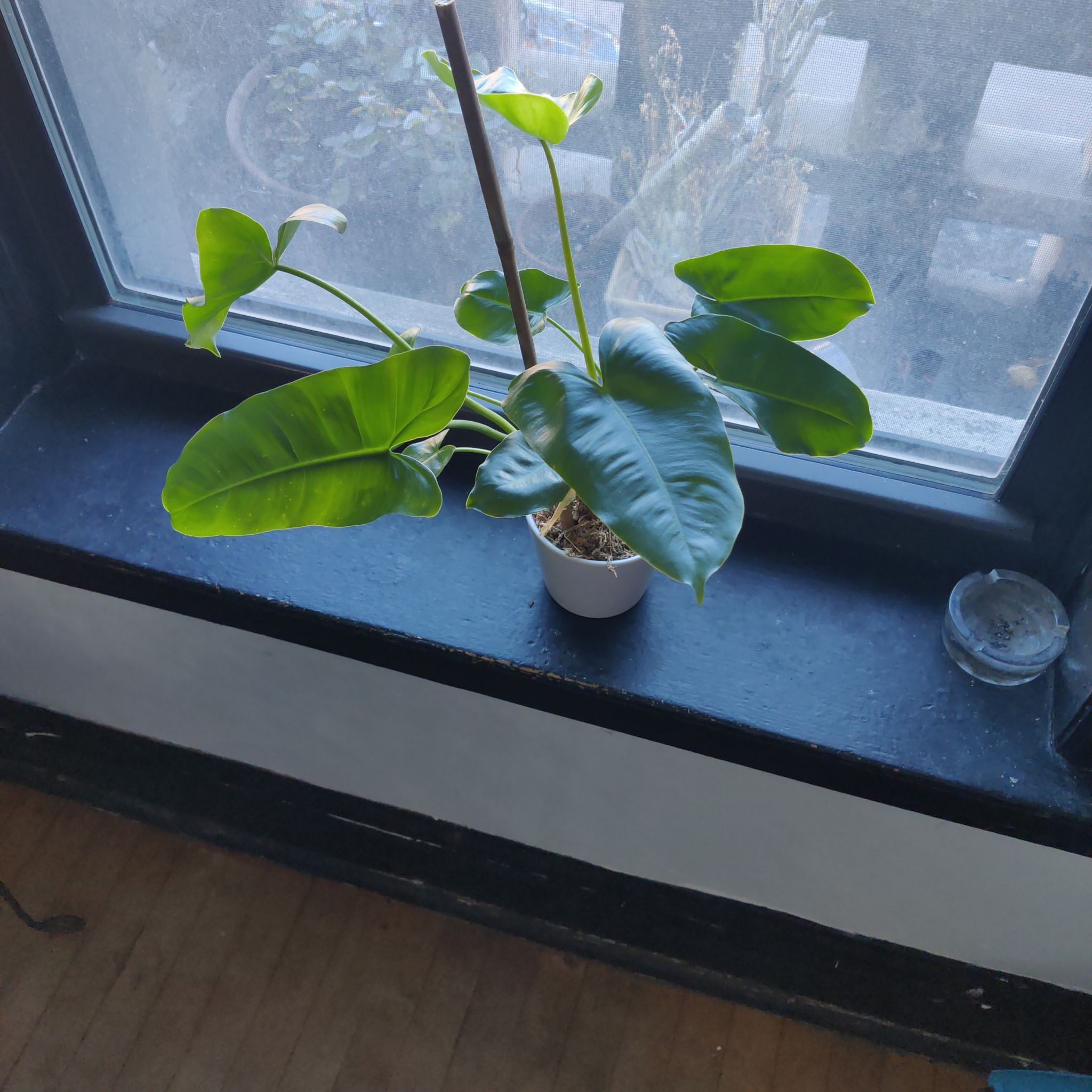Philodendron Burle Marx plant on a windowsill with healthy green leaves.