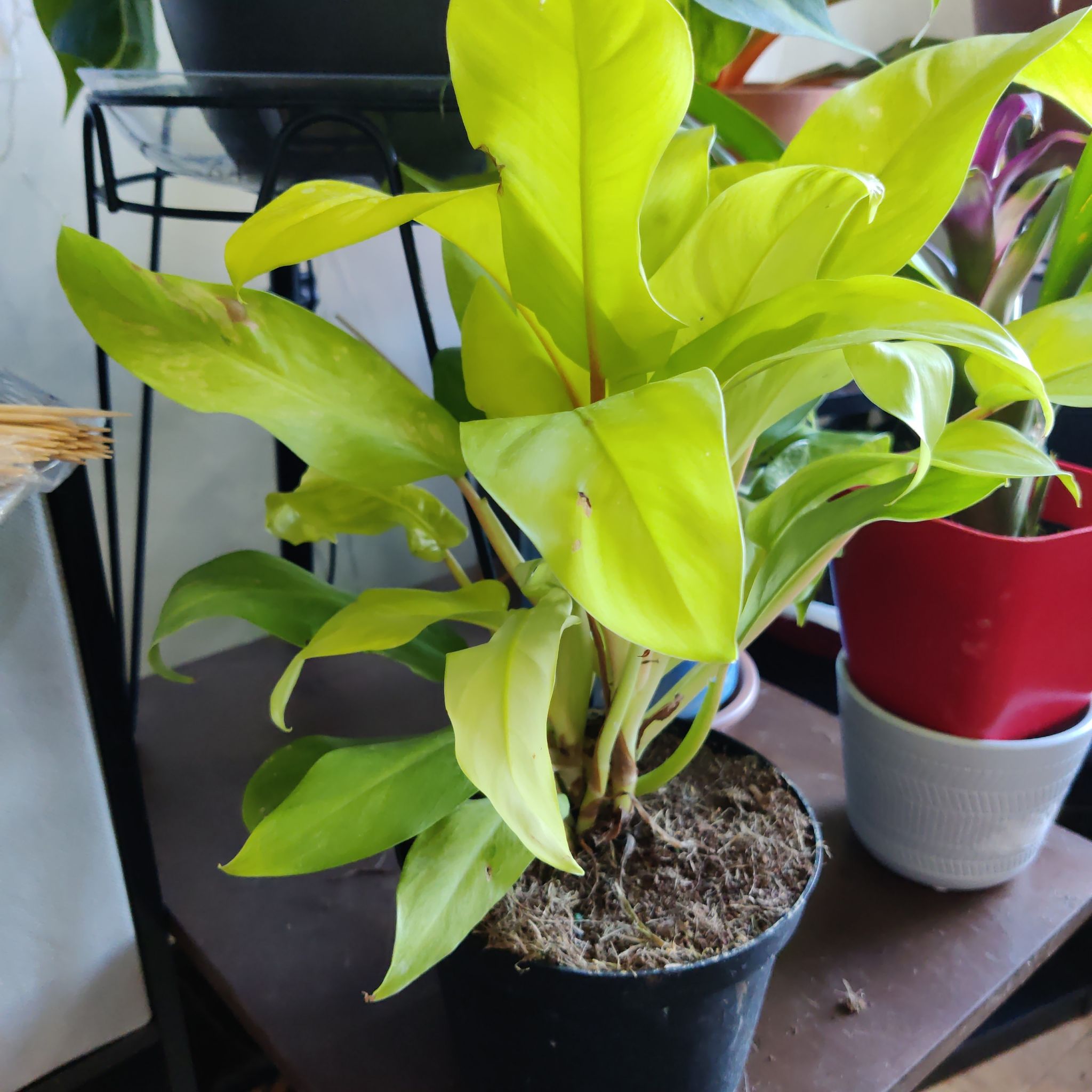 Philodendron 'Malay Gold' plant in a black pot with vibrant yellow-green leaves.