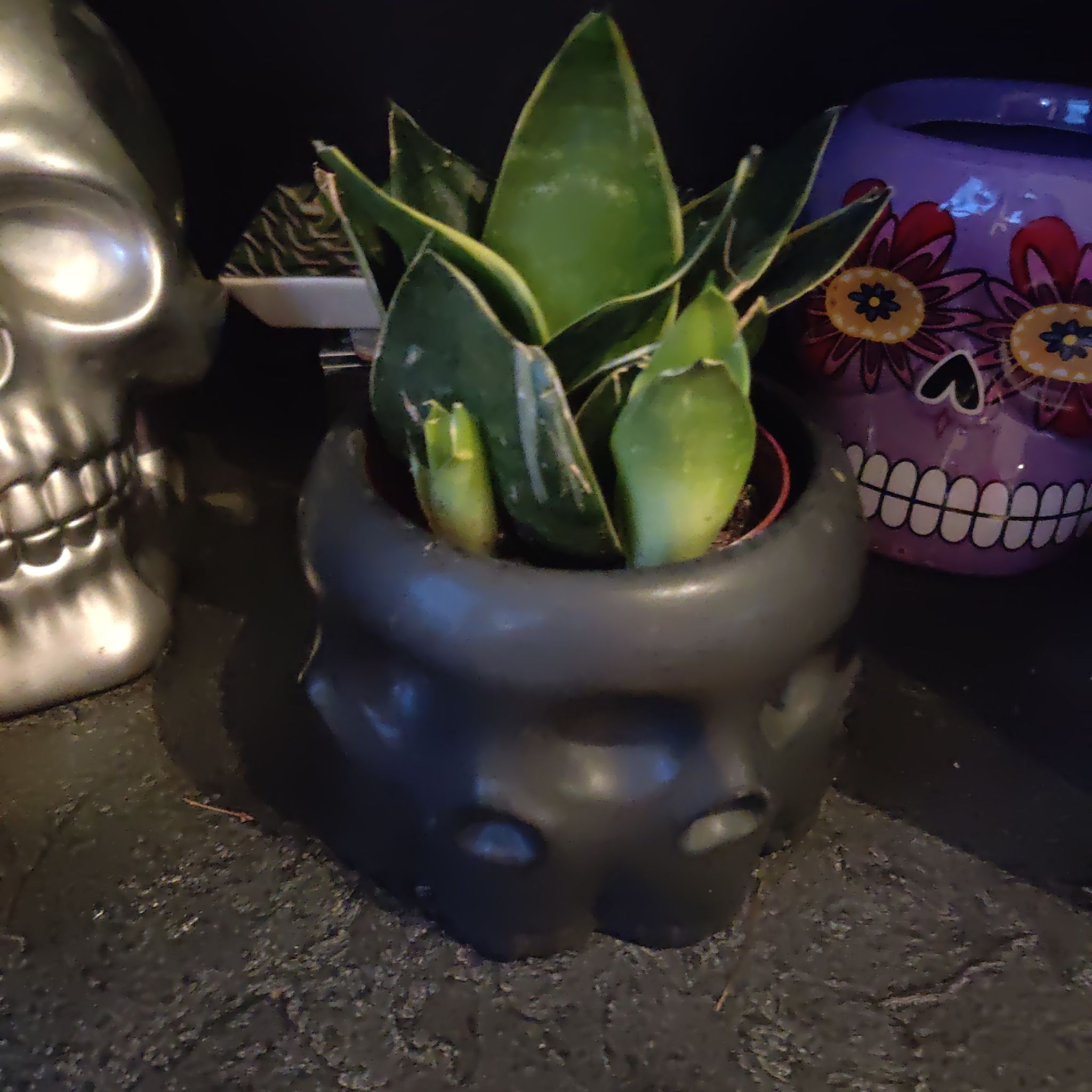 Photo of the plant species Glimmering Star Snake Plant by @lovecatsplants named Macbeth on Greg, the plant care app