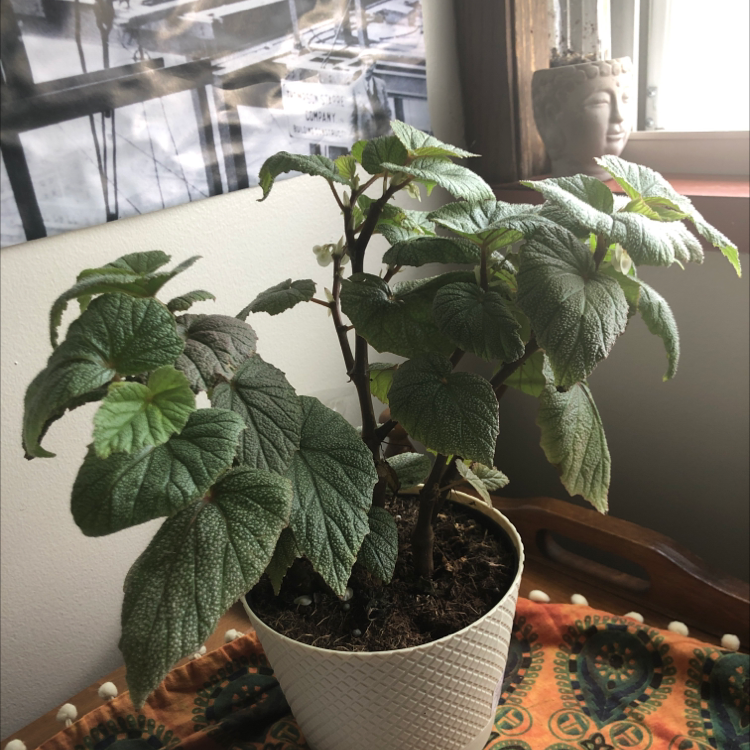 Photo of the plant species Angel Wing Begonia by @Marsichai named Giovanni on Greg, the plant care app