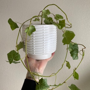 English Ivy plant photo by Shayebriannah named Hedera helix on Greg, the plant care app.