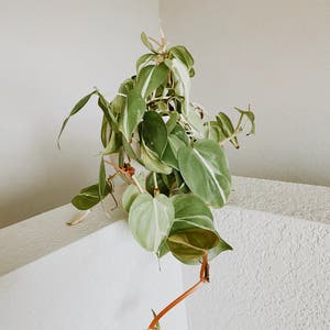 Philodendron 'Brasil' plant photo by Shayebriannah named Amor on Greg, the plant care app.