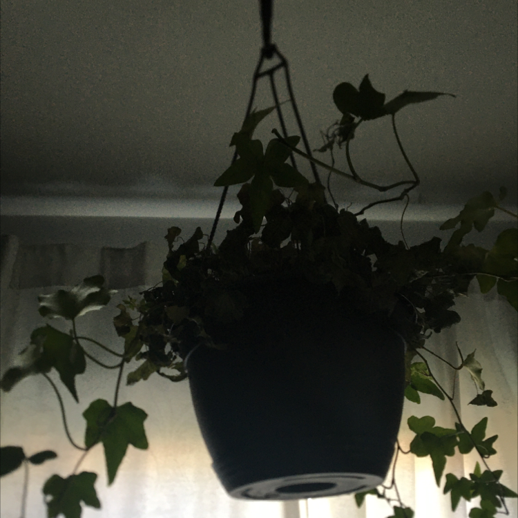 English Ivy plant photo by @Nlowy named Zeus on Greg, the plant care app.