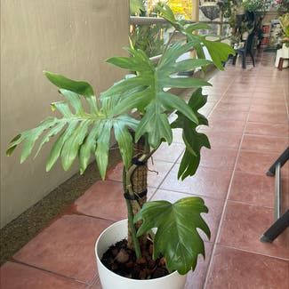 Split Leaf Philodendron plant in Makati, Metro Manila