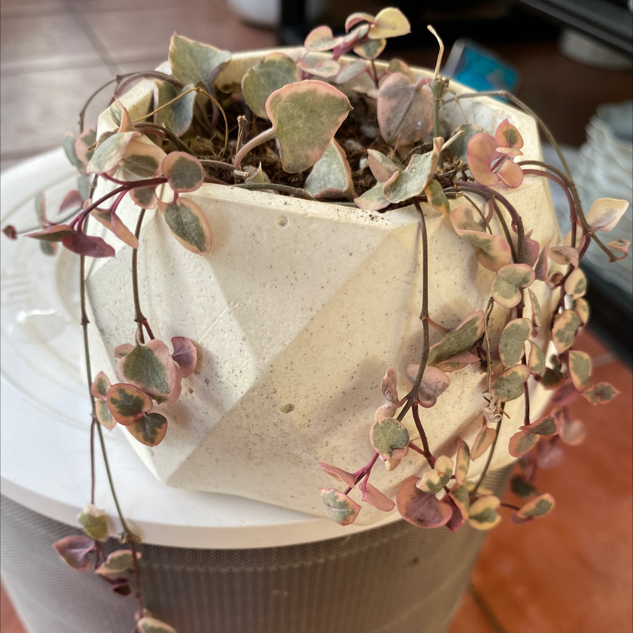 Healthy Crassula Pellucida plant with trailing pink and green variegated heart-shaped leaves in a white ceramic pot.
