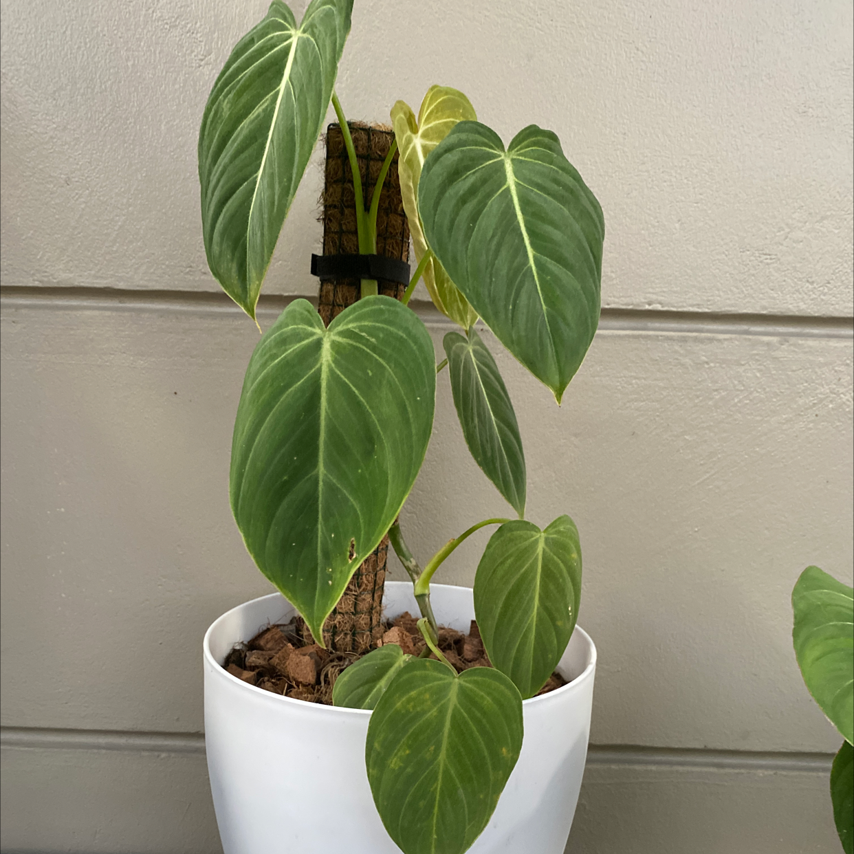 Philodendron gloriosum plant in a white pot with large, heart-shaped leaves.