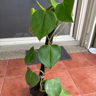 Heartleaf Philodendron plant in Makati, Metro Manila