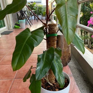 Blushing Philodendron plant in Makati, Metro Manila