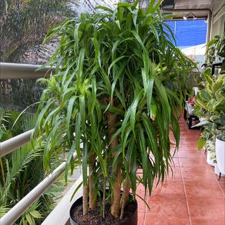 A plant in Makati, Metro Manila