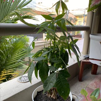 Money Tree plant in Makati, Metro Manila
