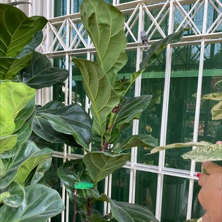 Fiddle Leaf Fig plant in Makati, Metro Manila