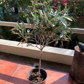 Olive Tree plant in Makati, Metro Manila