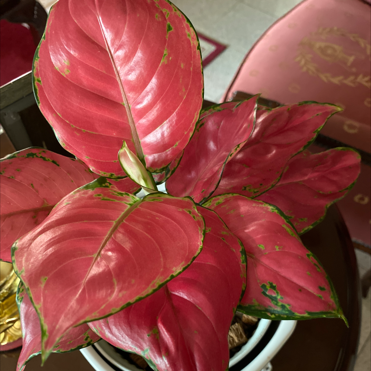 Photo of the plant species Aglaonema 'Red Valentine' by Christine named Aglaonema Super Red on Greg, the plant care app