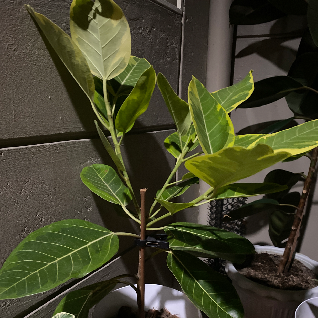 Photo of the plant species Council Tree by Christine named Ficus Elastica Lemon Lime on Greg, the plant care app