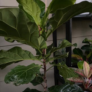 Fiddle Leaf Fig plant in Makati, Metro Manila