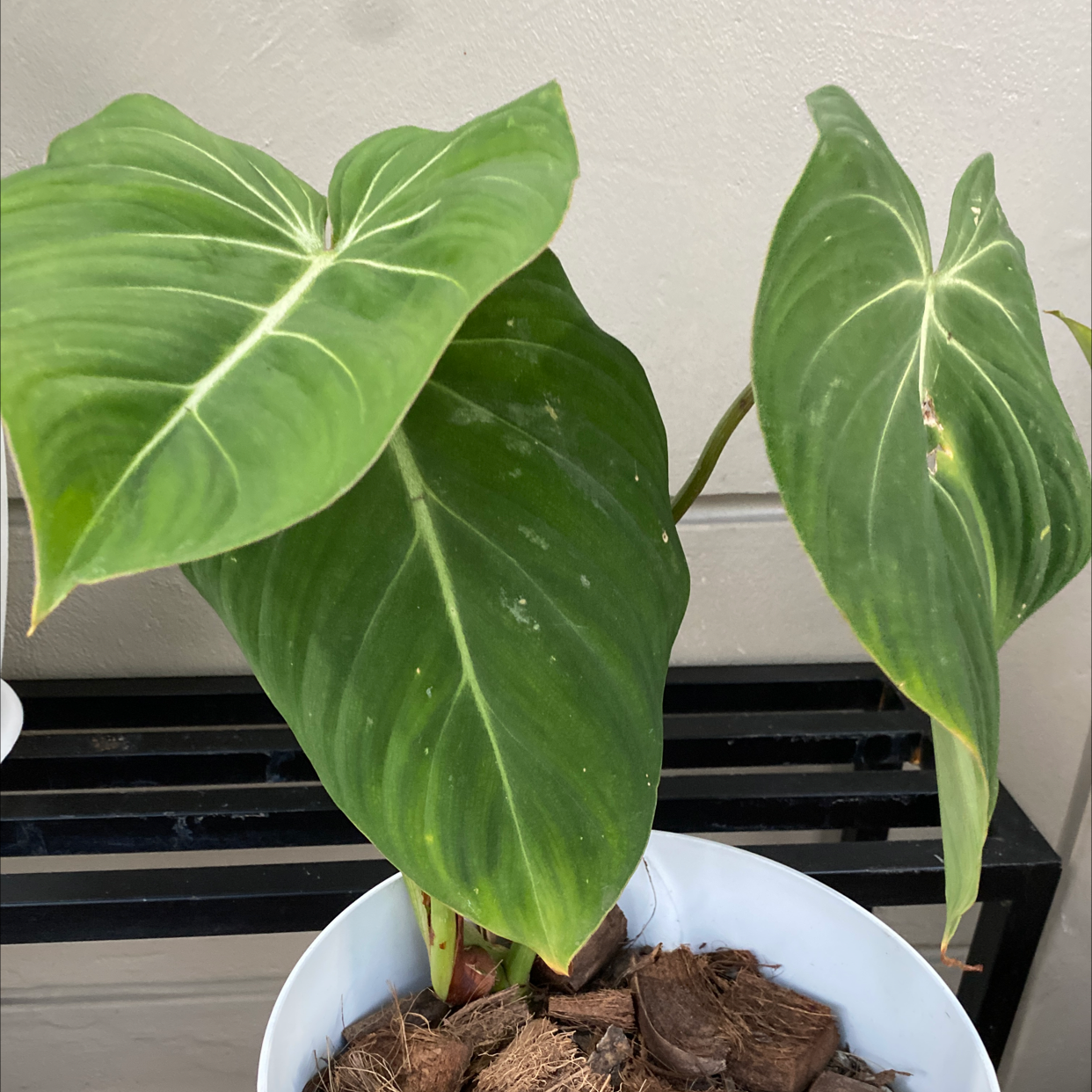 Philodendron gloriosum plant with large, heart-shaped leaves in a white pot.