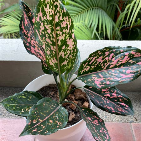 Photo of the plant species Aglaonema 'Pink Beauty' by Christine named Aglaonema Pink Beauty on Greg, the plant care app