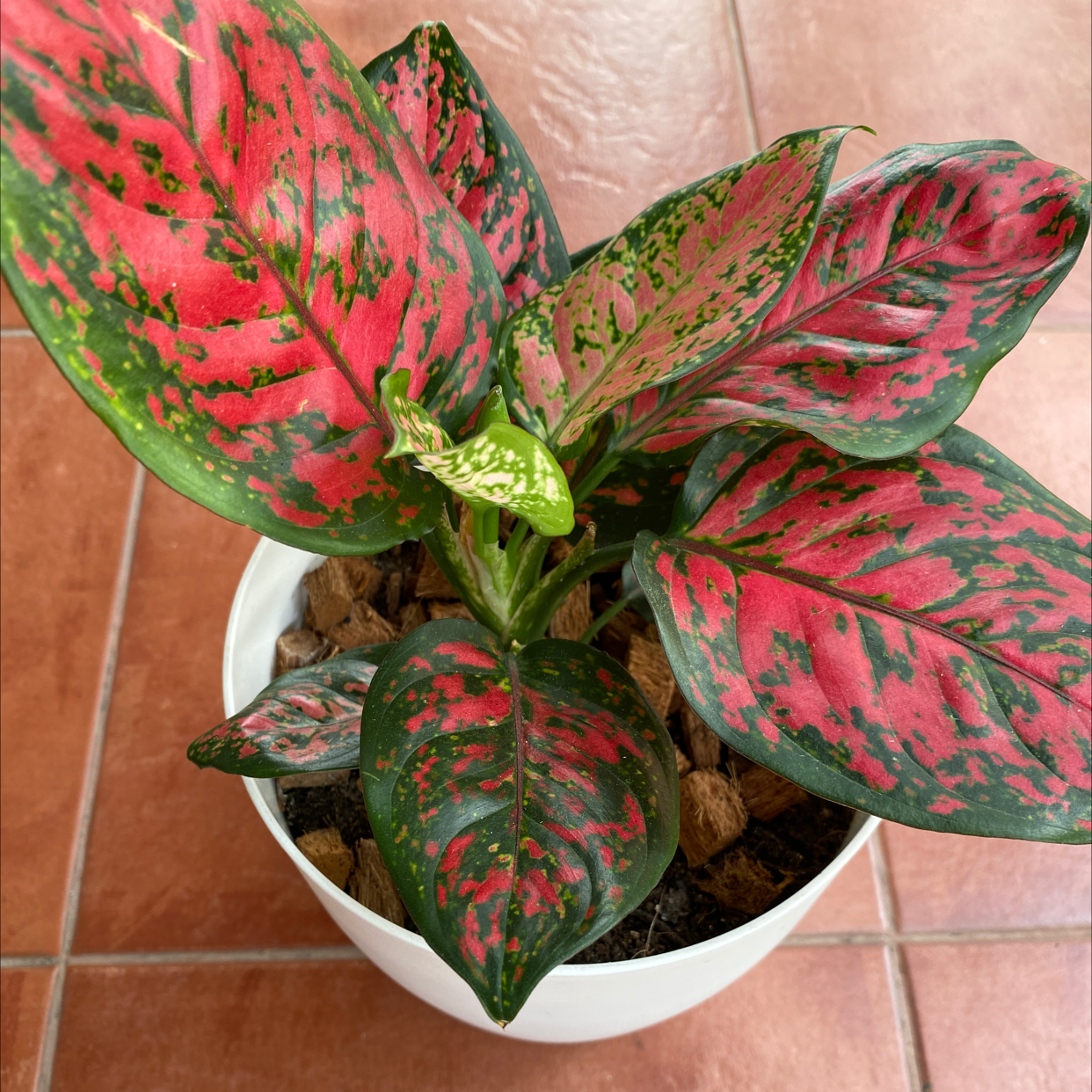 Photo of the plant species Aglaonema 'Pink Anyamanee' by Christine named Aglaonema Pink Anyamanee on Greg, the plant care app