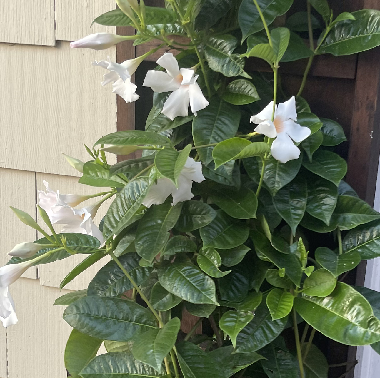 Healthy Brazilian Jasmine plant with glossy green leaves and white flowers.