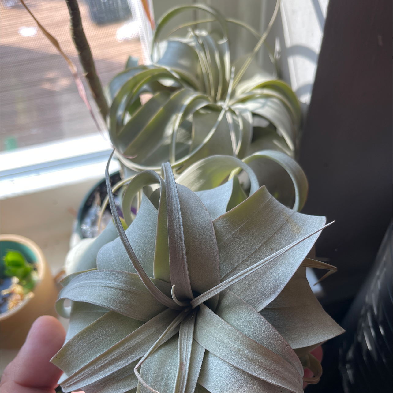 Tillandsia Xerographica plant with curly, silver-green leaves. Hand visible.