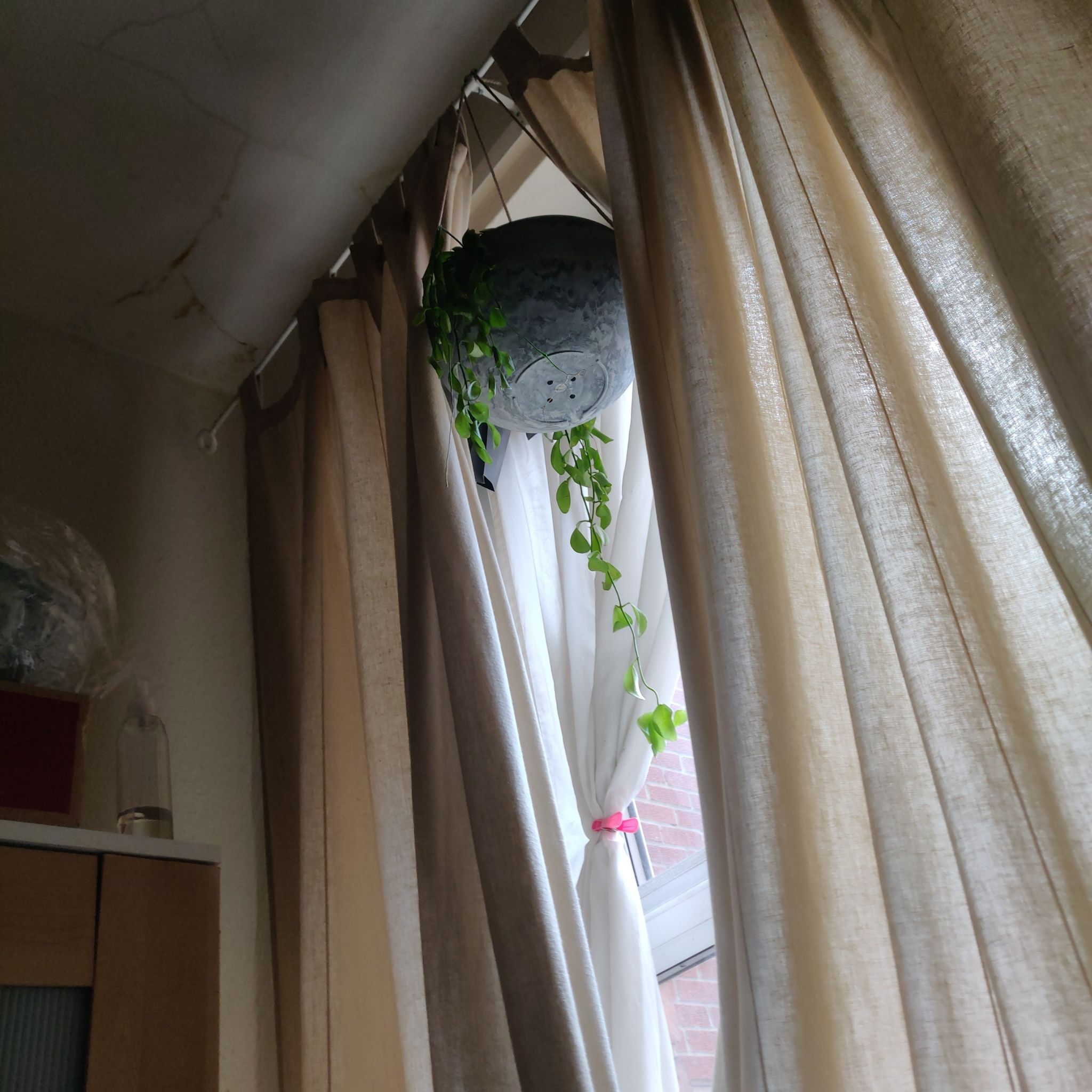 Hanging Dischidia imbricata plant near a window with curtains.