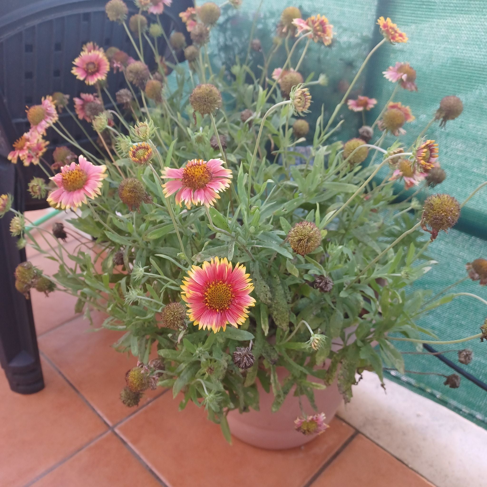 Why Are There Brown Spots on My Indian Blanket Leaves?