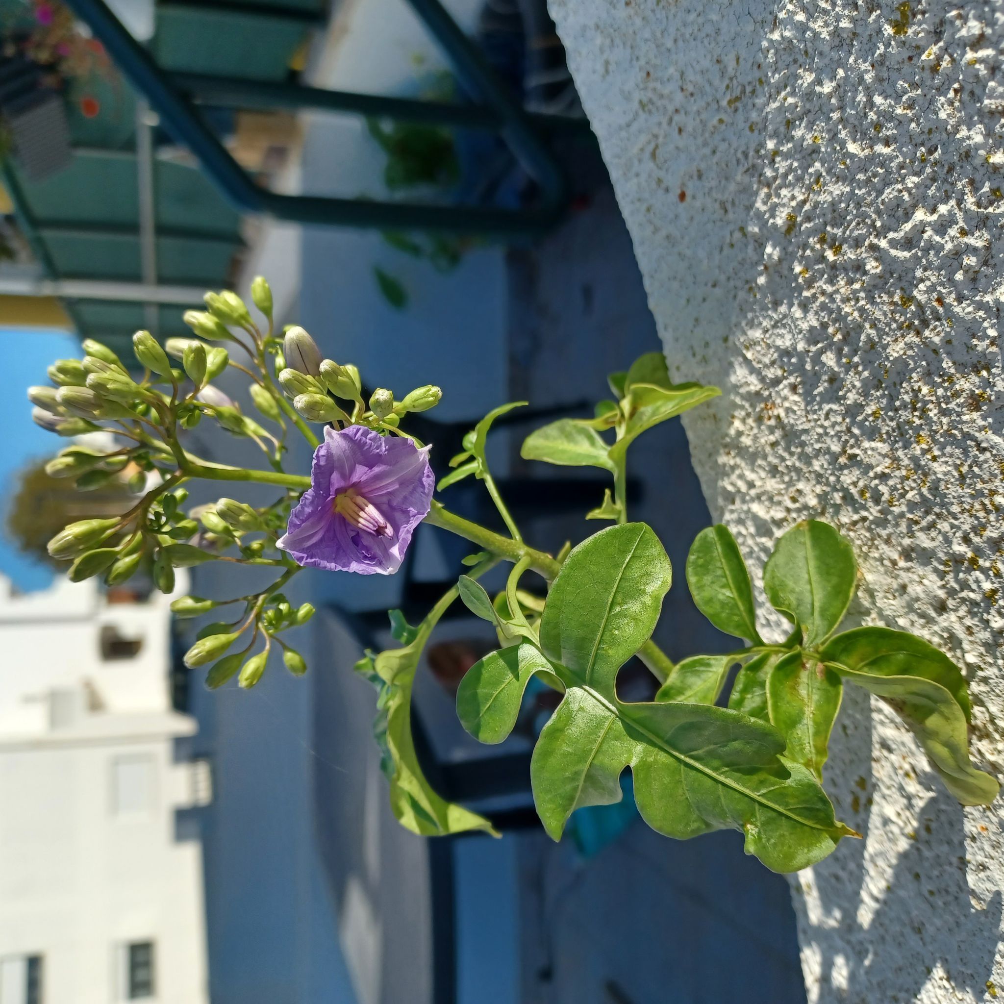 Photo of the plant species Bluewitch Nightshade by @HunkyMoonwort named Dona Teresa on Greg, the plant care app