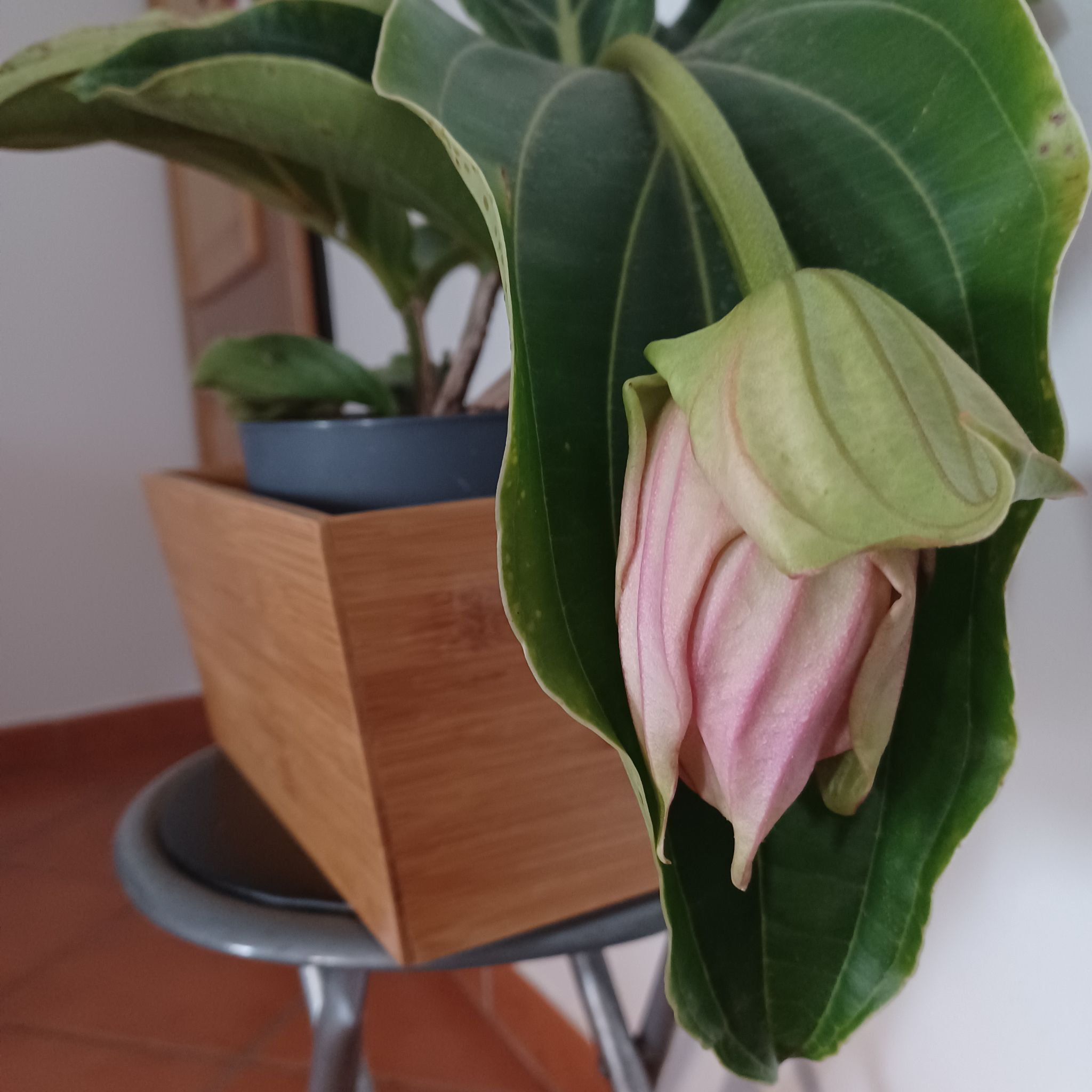 Showy Medinilla plant with a prominent flower bud and large green leaves in a pot on a stool.