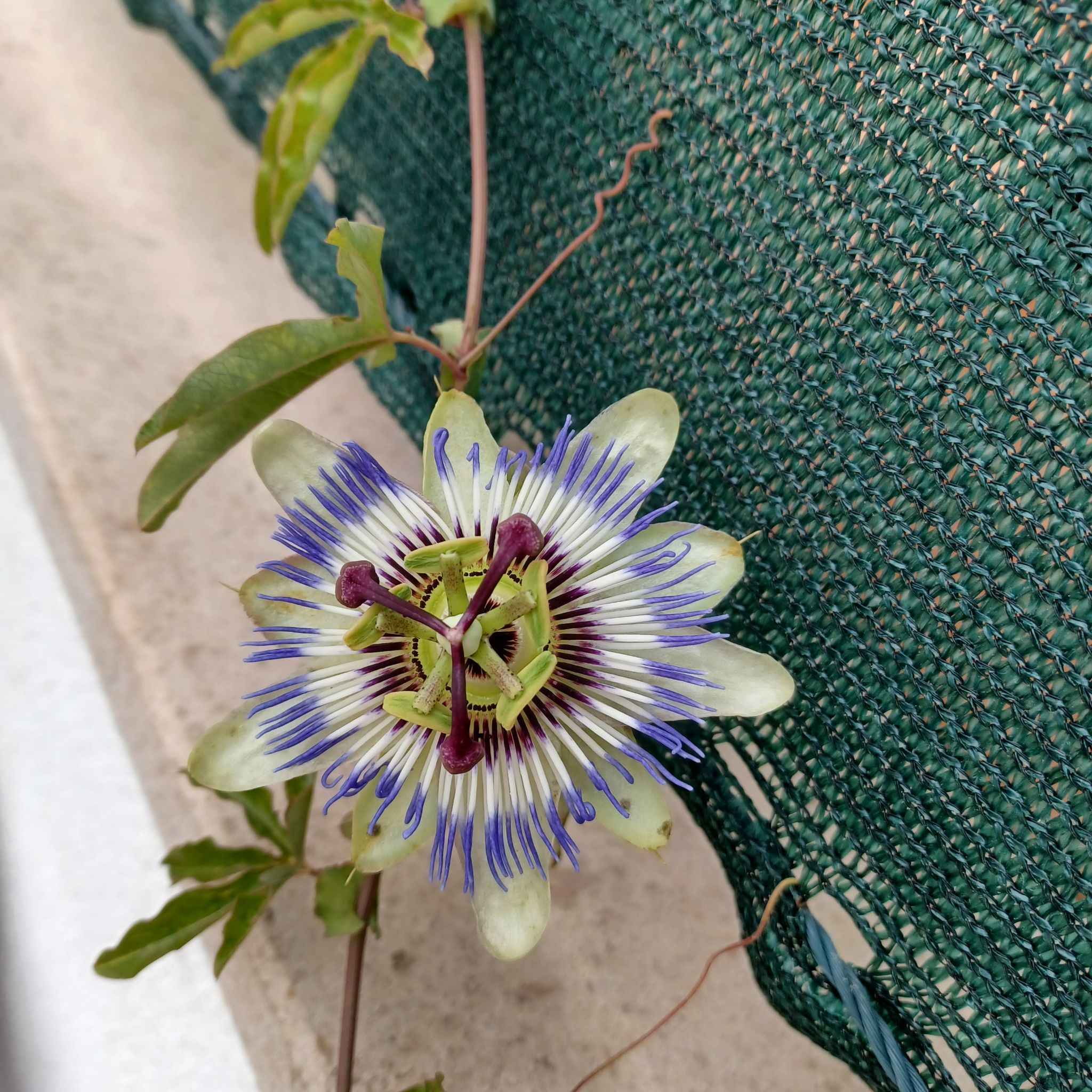 Bluecrown Passionflower with a vibrant flower, healthy leaves, and no visible health issues.