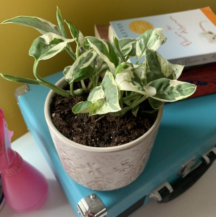 Glacier Pothos plant in a decorative pot with visible soil and variegated leaves.